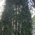 Cupressus lusitanica Φύλλο