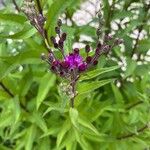 Vernonia noveboracensis Habit