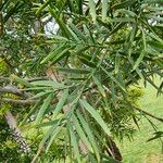 Afrocarpus falcatus পাতা