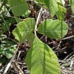 Allophylus rubifolius Leaf