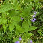 Scutellaria incana Blatt