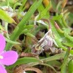 Spergularia purpurea Frucht