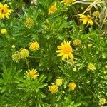 Euryops chrysanthemoides Žiedas