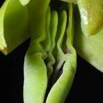 Dendrobium deplanchei 花