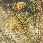 Achillea ageratum Лист