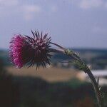 Carduus nutans Flower