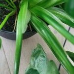 Philodendron bipennifolium Outro