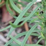 Linaria vulgaris Folio