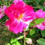 Rosa chinensis Blomst