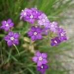 Legousia speculum-veneris Blüte