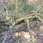 Cercis chinensis Кора