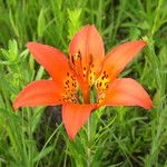 Lilium philadelphicum ফুল