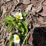 Caltha leptosepala Hostoa