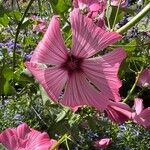 Malva trimestris Blomst