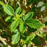 Nasa triphylla Hoja