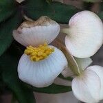 Begonia dregei Flower