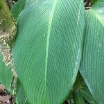 Calathea lutea Folio