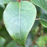 Pyrus cordata Folha