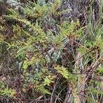 Hypericum laricifolium Habit