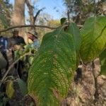 Colebrookea oppositifolia Hoja