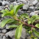 Penstemon davidsonii Rinde