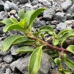 Penstemon davidsonii Bark