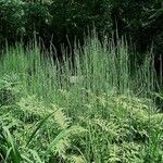 Equisetum giganteum Агульны выгляд