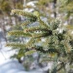 Picea mariana Blatt