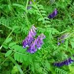 Vicia dasycarpa Квітка