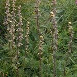 Artemisia atrata Staniste