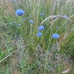 Jasione montanaFlor