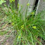 Carex cryptolepis 叶