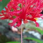 Hibiscus schizopetalus Virág