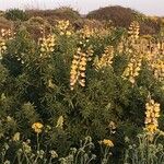 Lupinus arboreus Plante entière