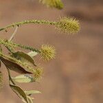 Combretum molle Flower