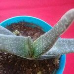 Gasteria excelsa Hostoa