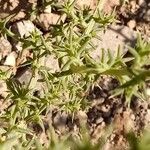 Salsola kali Leaf