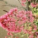 Valeriana lecoqii Flower