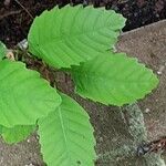 Quercus michauxii Leaf