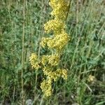 Galium verumFlower