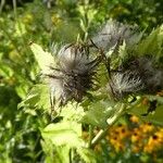 Cirsium oleraceum Vrucht