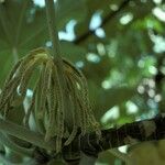 Cecropia peltata 花