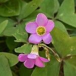 Oxalis latifolia Λουλούδι
