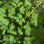 Corydalis cava Blad