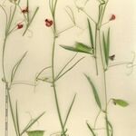 Lathyrus setifolius その他の提案