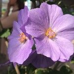 Abutilon vitifolium Blad