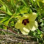 Hibiscus calyphyllus Floare
