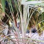 Leucothrinax morrisii Hábito