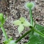 Galium triflorum Кветка