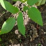Sium sisarum Hoja